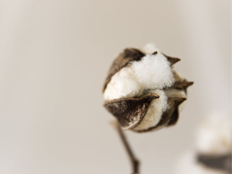 حوله با الیاف گیاهی کتان